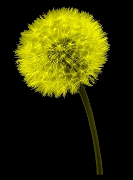 Dandelion image