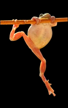 Frog image